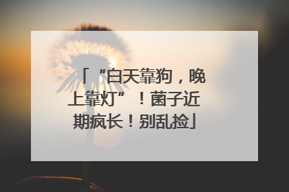 “白天靠狗，晚上靠灯”！菌子近期疯长！别乱捡