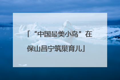 “中国最美小鸟”在保山昌宁筑巢育儿