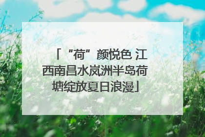 “荷”颜悦色 江西南昌水岚洲半岛荷塘绽放夏日浪漫