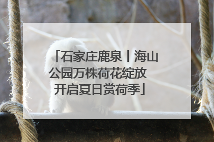 石家庄鹿泉丨海山公园万株荷花绽放 开启夏日赏荷季