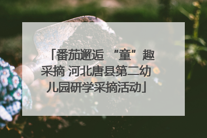 番茄邂逅 “童”趣采摘 河北唐县第二幼儿园研学采摘活动