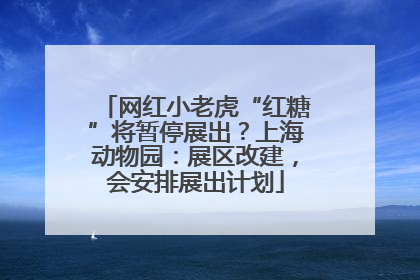 网红小老虎“红糖”将暂停展出？上海动物园：展区改建，会安排展出计划