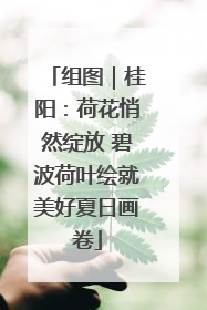 组图｜桂阳：荷花悄然绽放 碧波荷叶绘就美好夏日画卷