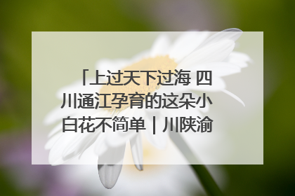 上过天下过海 四川通江孕育的这朵小白花不简单｜川陕渝网络名人巴中行