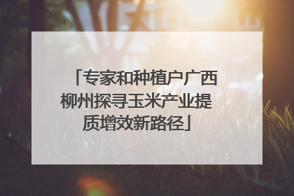 专家和种植户广西柳州探寻玉米产业提质增效新路径