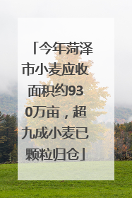 今年菏泽市小麦应收面积约930万亩，超九成小麦已颗粒归仓