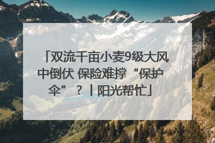 双流千亩小麦9级大风中倒伏 保险难撑“保护伞”？丨阳光帮忙