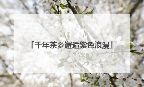 千年茶乡邂逅紫色浪漫