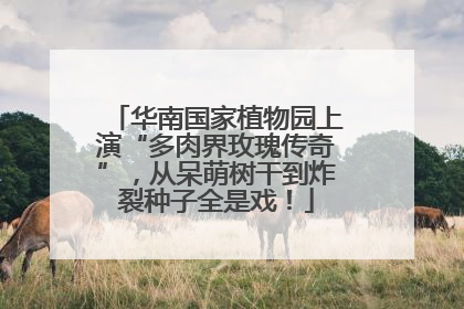 华南国家植物园上演“多肉界玫瑰传奇”，从呆萌树干到炸裂种子全是戏！