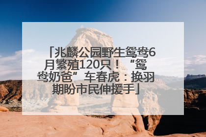 兆麟公园野生鸳鸯6月繁殖120只！“鸳鸯奶爸”车春虎：换羽期盼市民伸援手