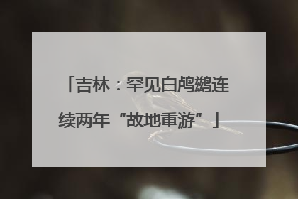 吉林：罕见白鸬鹚连续两年“故地重游”