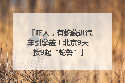 吓人，有蛇藏进汽车引擎盖！北京9天接9起“蛇警”
