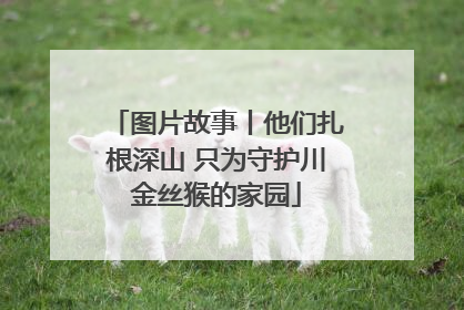 图片故事丨他们扎根深山 只为守护川金丝猴的家园