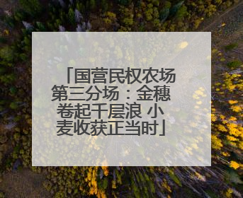 国营民权农场第三分场：金穗卷起千层浪 小麦收获正当时
