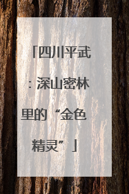 四川平武：深山密林里的“金色精灵”