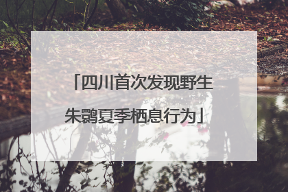 四川首次发现野生朱鹮夏季栖息行为