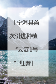 宁洱县首次引进种植“云淀1号”红薯