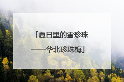夏日里的雪珍珠——华北珍珠梅
