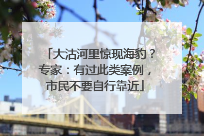 大沽河里惊现海豹？专家：有过此类案例，市民不要自行靠近