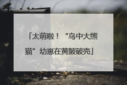 太萌啦！“鸟中大熊猫”幼崽在黄陂破壳