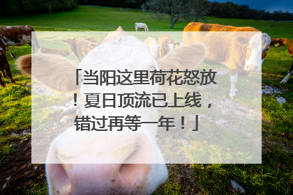当阳这里荷花怒放！夏日顶流已上线，错过再等一年！