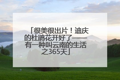 很美很出片！迪庆的杜鹃花开好了——有一种叫云南的生活之365天