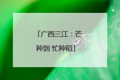 广西三江：芒种到 忙种稻