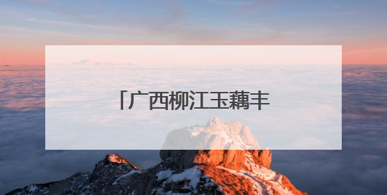 广西柳江玉藕丰收 村民采藕忙