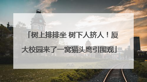 树上排排坐 树下人挤人！厦大校园来了一窝猫头鹰引围观