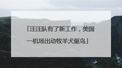 汪汪队有了新工作，美国一机场出动牧羊犬驱鸟