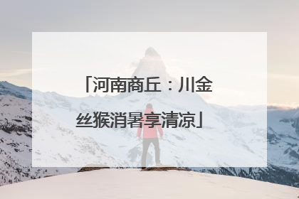 河南商丘：川金丝猴消暑享清凉
