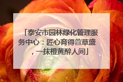 泰安市园林绿化管理服务中心：匠心育得萱草盛，一抹橙黄醉人间