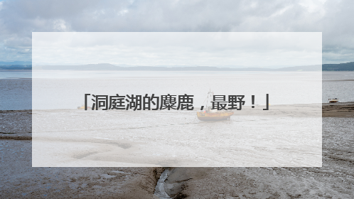洞庭湖的麋鹿，最野！