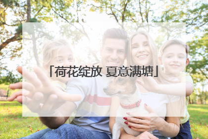 荷花绽放 夏意满塘