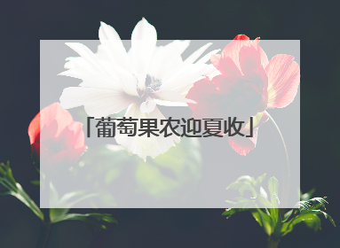 葡萄果农迎夏收