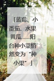 蓝莓、小番茄、水果黄瓜……阳台种小菜悄然变为“种小果”