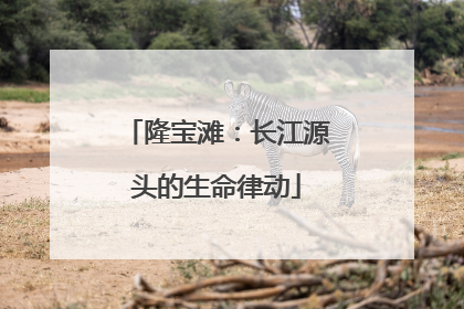 隆宝滩：长江源头的生命律动