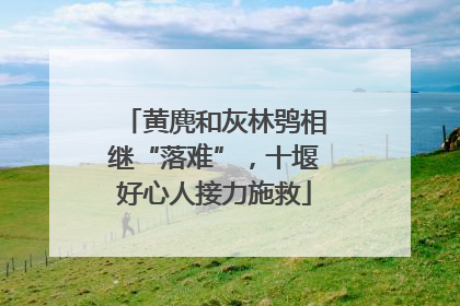 黄麂和灰林鸮相继“落难”，十堰好心人接力施救