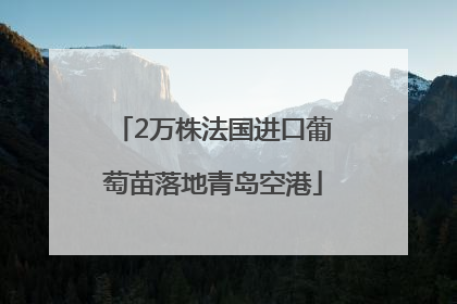 2万株法国进口葡萄苗落地青岛空港