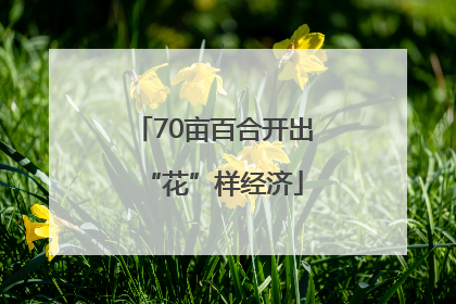 70亩百合开出“花”样经济